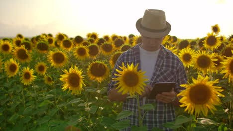 Ein-Landwirtsstudent-Geht-über-Das-Feld-Mit-Vielen-Sonnenblumen-Und-Studiert-Deren-Hauptmerkmale.-Er-Schreibt-Einige-Wichtige-Dinge-In-Seine-Datenbank
